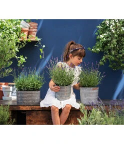 Duftlavendel, 6er-Schale 6 Duftlavendel, 6er-Schale -Gartenbedarf Kollektion 8092108 WE MO 03 LavendelT13 GC14 2020 02