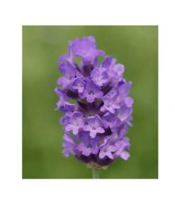 Lavendel 'No. 9' 8 Lavendel 'No. 9' -Gartenbedarf Kollektion 8094070 PR DE 001 DownderryNo9Helix