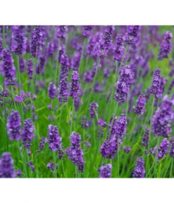 Ausgewählte Produkte -Gartenbedarf Kollektion 8094096 PR MO 001 DownderryOlympiaHelix