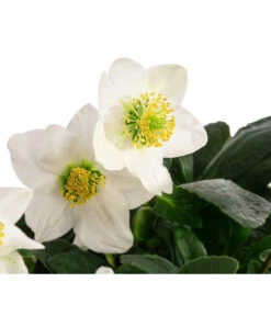 Christrose -Gartenbedarf Kollektion 8095267 WE DE 002 Christrose