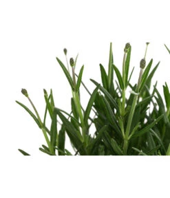 Lavendel 'Royal Blue' -Gartenbedarf Kollektion 8097545 WE DE 001 LavendelRoyalBlue1L