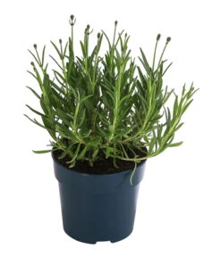 Ausgewählte Produkte -Gartenbedarf Kollektion 8097545 WE FS 001 LavendelRoyalBlue1L