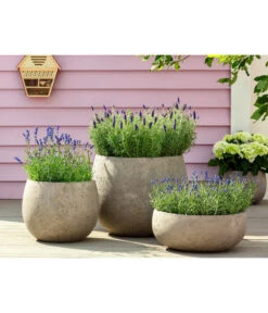 Lavendel 'Royal Blue' -Gartenbedarf Kollektion 8097545 WE MO 001 LavendelRoyalBlue