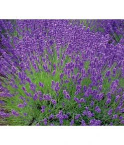 Lavendel 'Royal Blue'