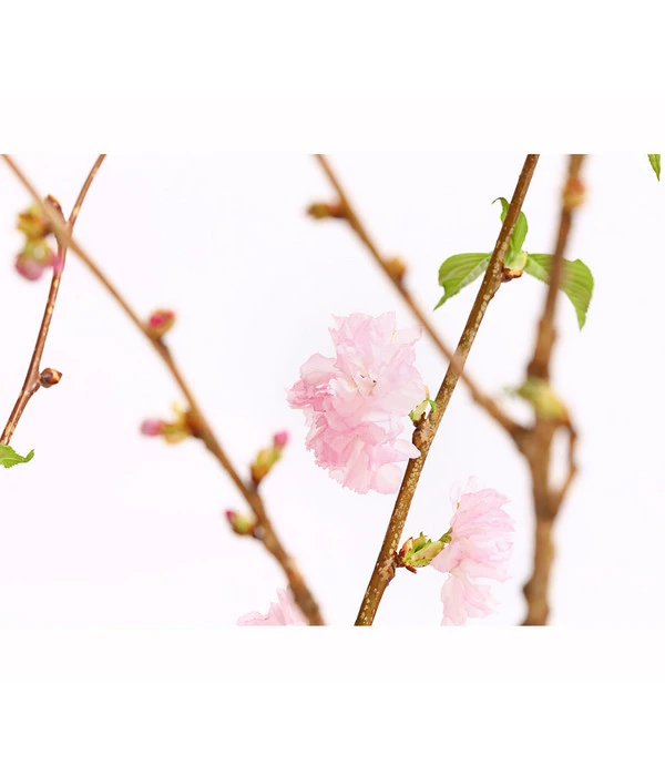 Japanische Kirschzweige, Ca. 80-100 Cm 4 Japanische Kirschzweige, Ca. 80-100 Cm – Bild 4