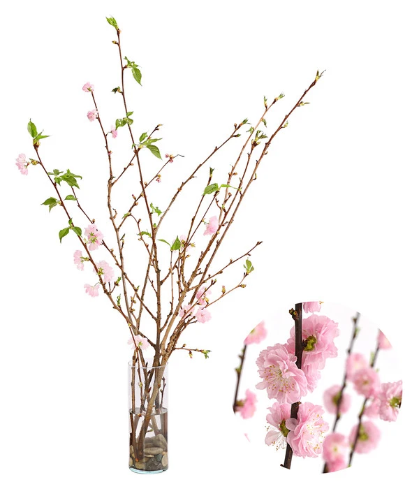 Japanische Kirschzweige, Ca. 80-100 Cm 1 Japanische Kirschzweige, Ca. 80-100 Cm