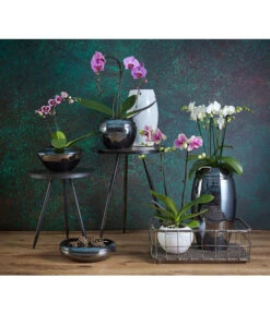 Schmetterlingsorchidee - Phalaenopsis Cultivars 'Umbrella', Verschiedene Sorten -Gartenbedarf Kollektion 8203242 8207201 PR MO 002KERAMIKSERIE ORCHIDEEN