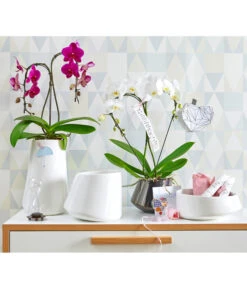 Schmetterlingsorchidee - Phalaenopsis Cultivars 'Umbrella', Verschiedene Sorten -Gartenbedarf Kollektion 8203242 8280505 PR MO 001 SchmetterlingsorchideePhalaenopsisUmbrellaUveSauer