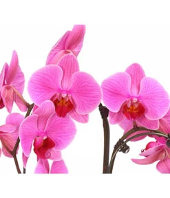 Schmetterlingsorchidee - Phalaenopsis Cultivars 'Umbrella', Verschiedene Sorten -Gartenbedarf Kollektion 8203242 WE DE 001 SchmetterlingsorchideePhalaenopsisUmbrellaT12