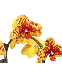 Schmetterlingsorchidee - Phalaenopsis Cultivars 'Umbrella', Verschiedene Sorten -Gartenbedarf Kollektion 8203242 WE DE 002 SchmetterlingsorchideePhalaenopsisUmbrellaT12DehnerExpressHerzig