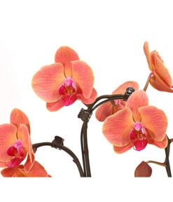 Schmetterlingsorchidee - Phalaenopsis Cultivars 'Umbrella', Verschiedene Sorten -Gartenbedarf Kollektion 8203242 WE DE 003 SchmetterlingsorchideePhalaenopsisUmbrellaT12DehnerExpressHerzig