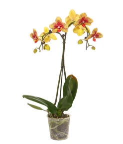Schmetterlingsorchidee - Phalaenopsis Cultivars 'Umbrella', Verschiedene Sorten -Gartenbedarf Kollektion 8203242 WE FS 002 SchmetterlingsorchideePhalaenopsisUmbrellaT12DehnerExpressHerzig