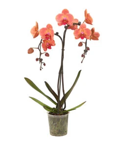 Schmetterlingsorchidee - Phalaenopsis Cultivars 'Umbrella', Verschiedene Sorten -Gartenbedarf Kollektion 8203242 WE FS 003 SchmetterlingsorchideePhalaenopsisUmbrellaT12DehnerExpressHerzig