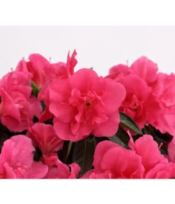 Zimmerazalee - Rhododendron Simsii 'Remembrance' -Gartenbedarf Kollektion 8205999 PR DE 001 AzaleeDehnerExpressHerzig