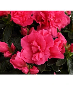 Zimmerazalee - Rhododendron Simsii 'Remembrance' -Gartenbedarf Kollektion 8205999 PR DE 001 AzaleenRemembranceLilaT12DehnerExpressHerzig