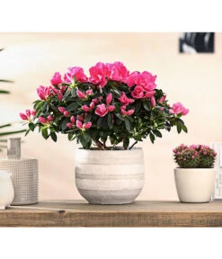 Zimmerazalee - Rhododendron Simsii 'Remembrance' -Gartenbedarf Kollektion 8205999 PR MO 001 AzaleenRemembranceLilaT12DehnerExpressHerzig