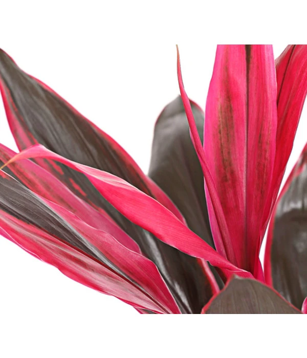 Keulenlilie - Cordyline Cultivars, Verschiedene Sorten 8 Keulenlilie - Cordyline Cultivars, Verschiedene Sorten – Bild 8