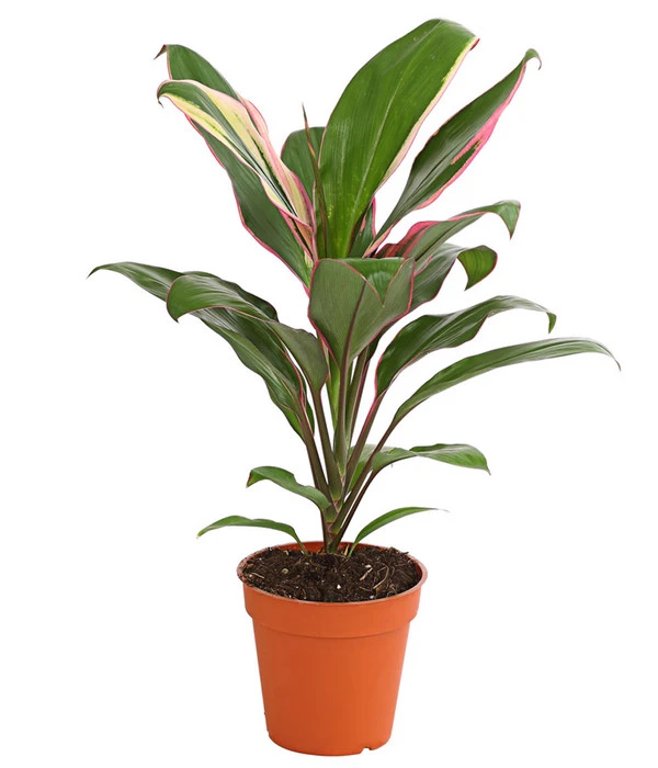 Keulenlilie - Cordyline Cultivars, Verschiedene Sorten 1 Keulenlilie - Cordyline Cultivars, Verschiedene Sorten