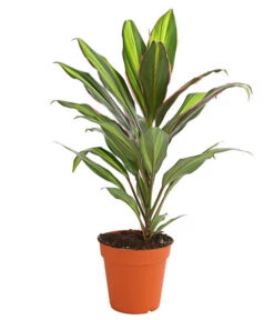 Keulenlilie - Cordyline Cultivars, Verschiedene Sorten 10 Keulenlilie - Cordyline Cultivars, Verschiedene Sorten -Gartenbedarf Kollektion 8212508 PR FS 002 KeulenlinieCordylineCultivarsT13DehnerHerzig