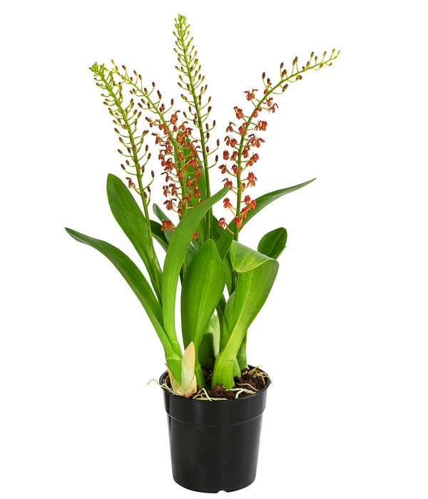 Orchidee - Liparis Latifolia 1 Orchidee - Liparis Latifolia