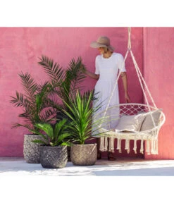 XXL Kanarische Dattelpalme, Ca. 140-160 Cm -Gartenbedarf Kollektion 8216277 WE MO 001 DracaenaIndivisiaT20