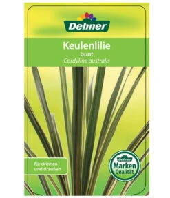 Keulenlilie - Cordyline Australis Variegata -Gartenbedarf Kollektion 8216368 CorylineBuntEtikett1