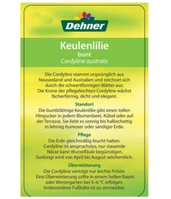 Keulenlilie - Cordyline Australis Variegata -Gartenbedarf Kollektion 8216368 CorylineBuntEtikett2