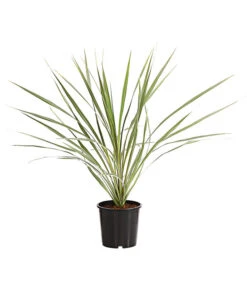 Ausgewählte Produkte 21 Keulenlilie - Cordyline Australis Variegata