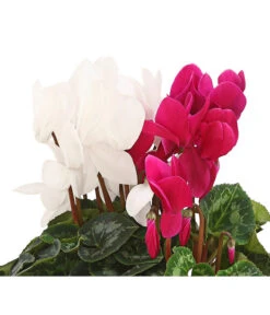 Alpenveilchen-Duo -Gartenbedarf Kollektion 8218539 PR DE 001 AlpenveilchenCyclamenTwinLilaWeissDehnerHerzig