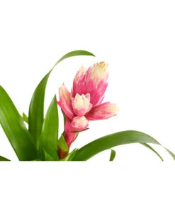 Guzmanie - Guzmania 'Candy' -Gartenbedarf Kollektion 8223315 PR DE 001 GuzmaniaCandyT12DehnerExpressHerzig