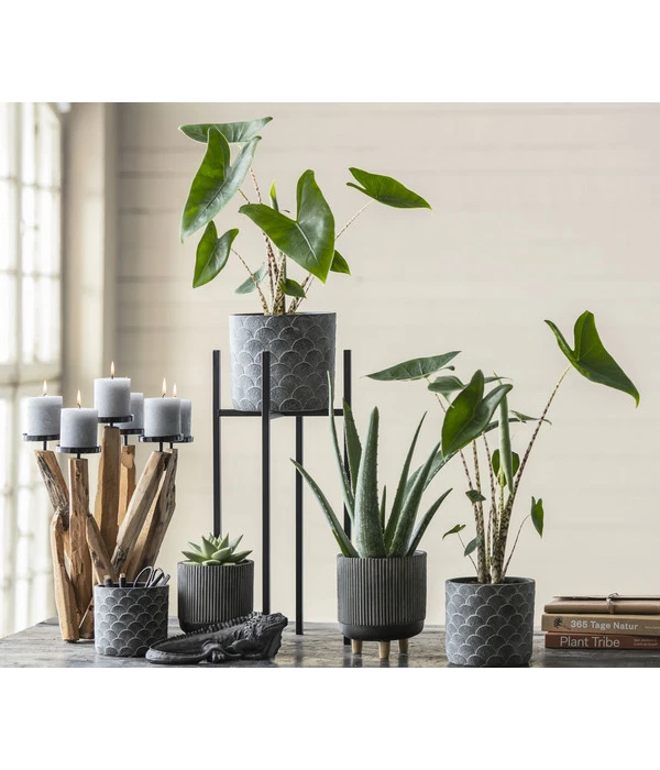 Echeverie - Echeveria Agavoides 2 Echeverie - Echeveria Agavoides – Bild 2