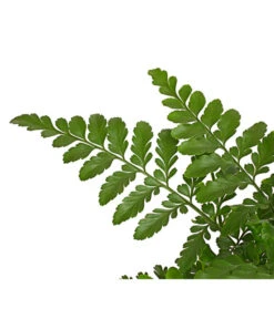 Streifenfarn - Asplenium Dimorphum 'Parvati' -Gartenbedarf Kollektion 8224198 PR DE 001 AspleniumParvatiT12DehnerExpressHerzig