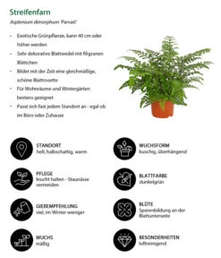 Streifenfarn - Asplenium Dimorphum 'Parvati' -Gartenbedarf Kollektion 8224198 WE IG 001 AspleniumParvatiT12DehnerExpressHerzig