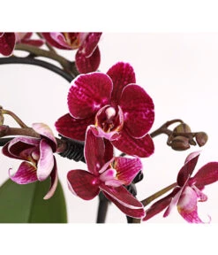 Midi Schmetterlingsorchidee - Phalaenopsis Cultivars, Zweitriebig, Verschiedene Sorten -Gartenbedarf Kollektion 8245052 PR DE 001 PhalaenposisHybrideT9DehnerExpressHerzig