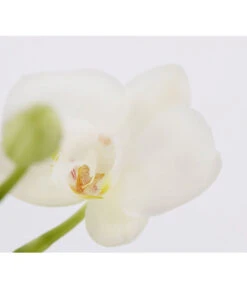 Midi Schmetterlingsorchidee - Phalaenopsis Cultivars, Zweitriebig, Verschiedene Sorten -Gartenbedarf Kollektion 8245052 PR DE 001 PhalaenposisHybrideT9MidiOrchideeDehnerExpressZS