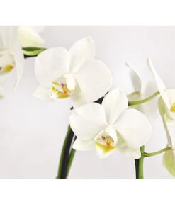Midi Schmetterlingsorchidee - Phalaenopsis Cultivars, Zweitriebig, Verschiedene Sorten -Gartenbedarf Kollektion 8245052 PR DE 002 PhalaenposisHybrideT9DehnerExpressHerzig