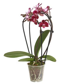 Midi Schmetterlingsorchidee - Phalaenopsis Cultivars, Zweitriebig, Verschiedene Sorten -Gartenbedarf Kollektion 8245052 PR FS 001 PhalaenposisHybrideT9DehnerExpressHerzig