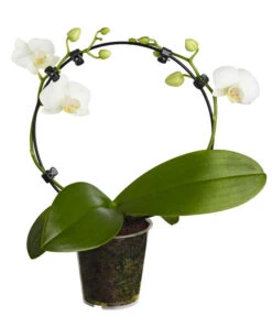 Midi Schmetterlingsorchidee - Phalaenopsis Cultivars, Zweitriebig, Verschiedene Sorten -Gartenbedarf Kollektion 8245052 PR FS 001 PhalaenposisHybrideT9MidiOrchideeDehnerExpressZS