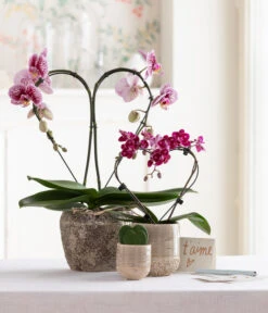 Midi Schmetterlingsorchidee - Phalaenopsis Cultivars, Zweitriebig, Verschiedene Sorten -Gartenbedarf Kollektion 8245052 WE MO 001 SchmetterlingsorchideeMidi