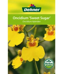 Oncidium - Oncidium Cultivars 'Sweet Sugar' -Gartenbedarf Kollektion 8249708 8251662 Oncidium Sweet Sugar Etikett 1