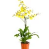 Oncidium - Oncidium Cultivars 'Sweet Sugar'