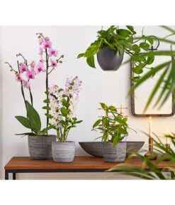 Vanille-Orchidee - Vanilla Planifolia 5 Vanille-Orchidee - Vanilla Planifolia -Gartenbedarf Kollektion 8250045 8251399 8250045 825153 PR MO 001 Orchideen02BL20