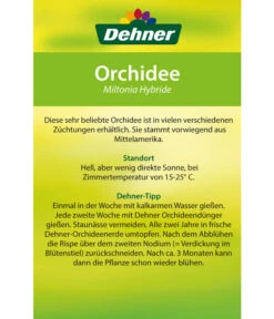 Stiefmütterchenorchidee - Miltonia -Gartenbedarf Kollektion 8251191 Orchidee Miltonia 08032016 2