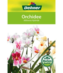 Stiefmütterchenorchidee - Miltonia -Gartenbedarf Kollektion 8251191 Orchidee Miltonia 08032016