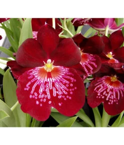 Stiefmütterchenorchidee - Miltonia -Gartenbedarf Kollektion 8251191 WE DE 001 MiltoniaorchidPixabay