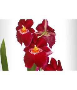 Stiefmütterchenorchidee - Miltonia -Gartenbedarf Kollektion 8251191 WE DE 001 MiltonienMiltoniaHybride2TrieberT12DehnerExpressHerzig