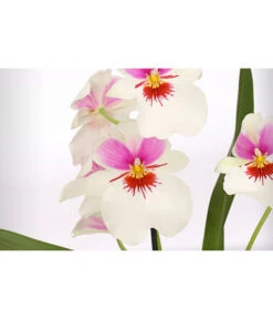 Stiefmütterchenorchidee - Miltonia -Gartenbedarf Kollektion 8251191 WE DE 002 MiltonienMiltoniaHybride2TrieberT12DehnerExpressHerzig
