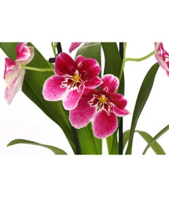 Stiefmütterchenorchidee - Miltonia -Gartenbedarf Kollektion 8251191 WE DE 003 MiltonienMiltoniaHybride2TrieberT12DehnerExpressHerzig