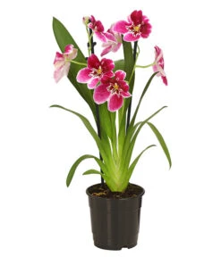 Stiefmütterchenorchidee - Miltonia -Gartenbedarf Kollektion 8251191 WE FS 003 MiltonienMiltoniaHybride2TrieberT12OWDehnerExpressHerzig