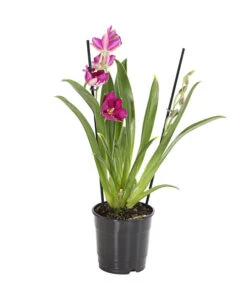 Stiefmütterchenorchidee - Miltonia -Gartenbedarf Kollektion 8251191 we FS 001 Miltonia2TrieberT12DehnerExpressHerzig